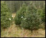 Five Dollar Christmas Trees
